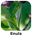 Enula